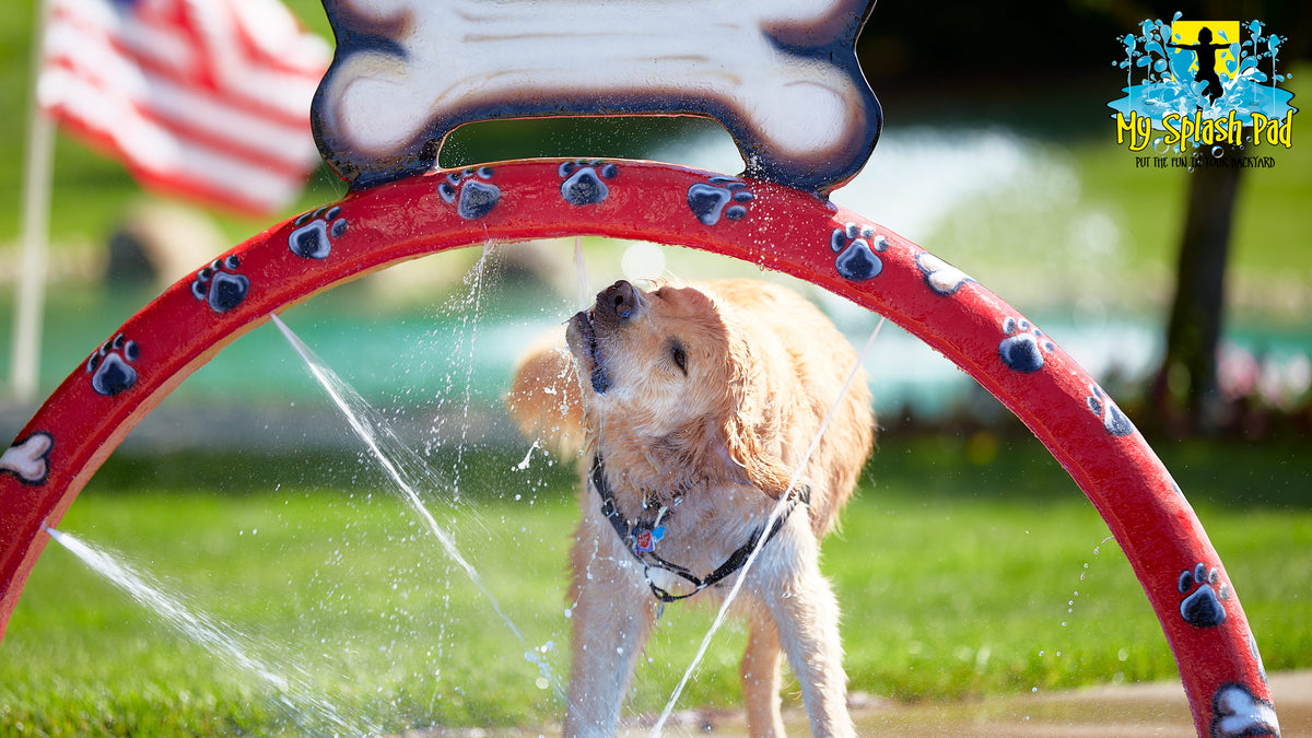 Dog playing with a red splash pad toy in a park setting.