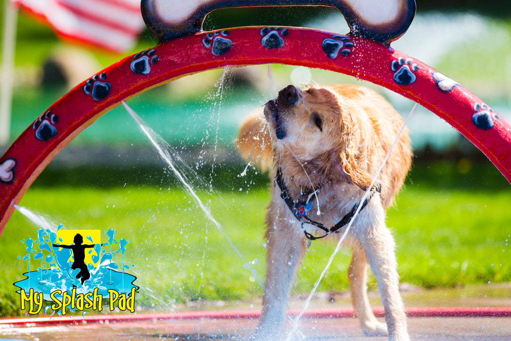 Doggy Wash Water Play Feature by My Portable Splash Pad – red arch with paw prints spraying water as golden retriever plays underneath on outdoor concrete with grass in background.
