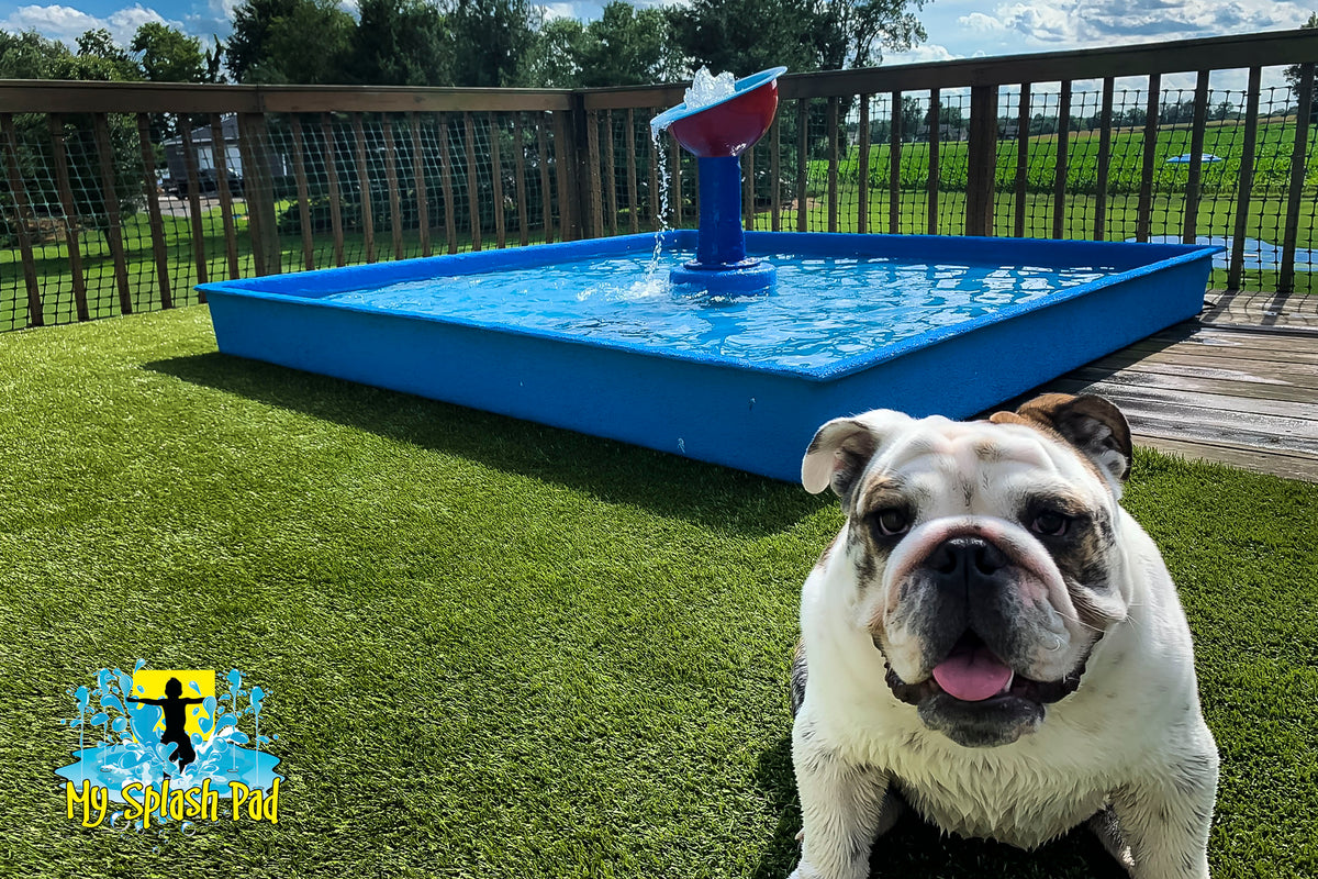 Dog Wading Pool by My Portable Splash Pad – blue rectangular pool with red water play feature on backyard turf, with bulldog in front.
